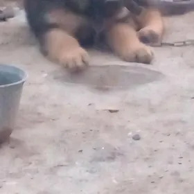 авчарка  немисги  еркек