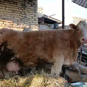 arginal Tatar smental