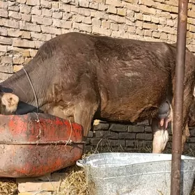 arassa şvet saglyk sygyr