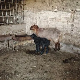 Sebiç bere geçi goyun