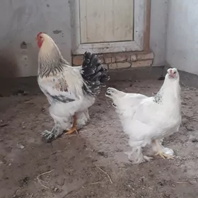 brama ve paroda yumurtga брама