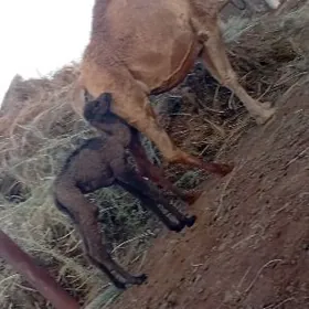 Düýe körpö köşökli