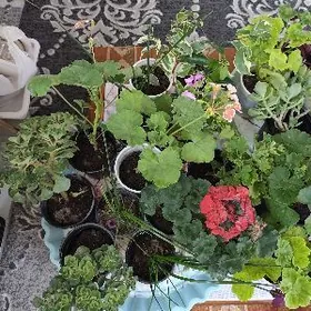 Пеларгония