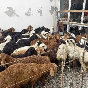 гузы арасса койтен