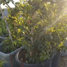 Бирючина вечный зелёный