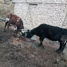 хожекли сыгыр