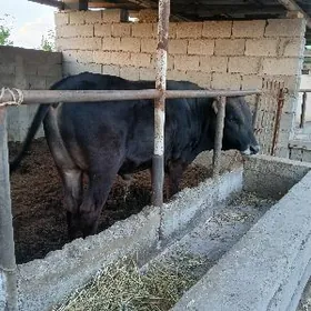 okuz arassa gan swes