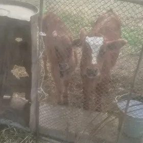 sagymlyk göleli sygyr.