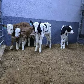 Semental Golişdeyin ökuzçe