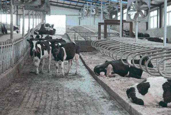 Hytaýyň demirgazyk-günbatarynda agsyl keseliniň ýaýramagy hasaba alyndy