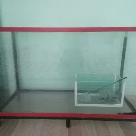 akwarium аквариум