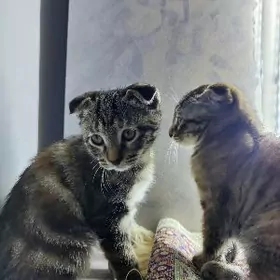 Котёнок/ pisik