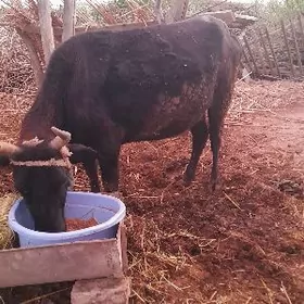 Бакылы Сыгыр