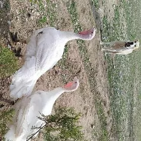 INDUK.  Fransuz gigant