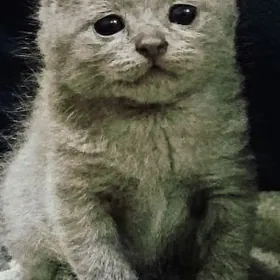 шотландский вислоухий