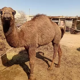 bakylgy torumly duye