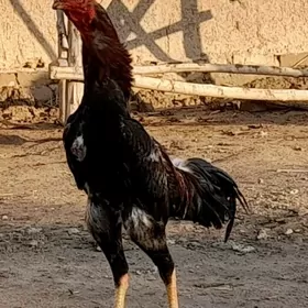 Bayes  horaz   we  mekan