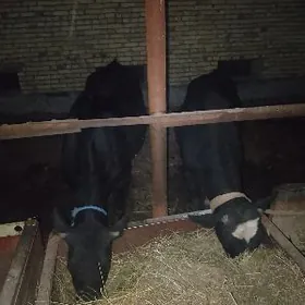 ОКУЗ ВЕ БОГАЗ ГУНАДЖЫН