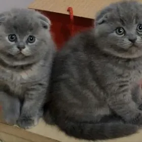 вислоухие котята ‍