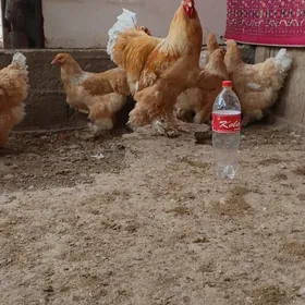 Limon sivet brama  yumurygasy