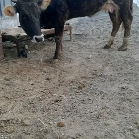 iki sany göleli sygyrlar