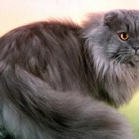 Шотландский длиношерстный кот