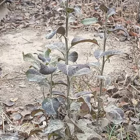 двухсторонняя пила