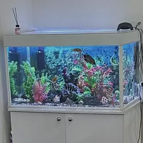 Akwarium Аквариум