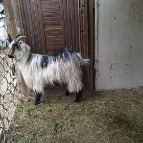 сагдын теке гечи