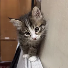 домашный piśikler