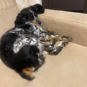 Вязка спаниеля