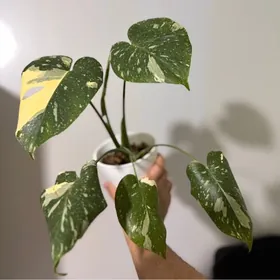 Монстера Тайское Созвездие