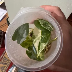 Алоказия Мишольца вариегатная