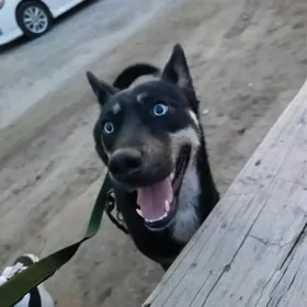 Авчарка с хаски