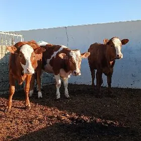 3 SANY SIMENTAL TÜWE