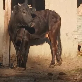 ARASSA GYSYR 3 YAS TUWE