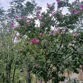 Anew Sahypaň öňi panel