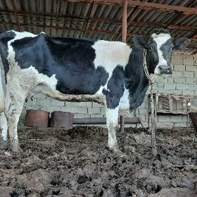 GARALA GALIŞDEÝIN BOGAZ SYGYR