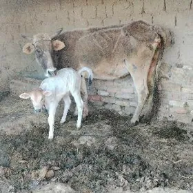 arzanjak goleli sygyr