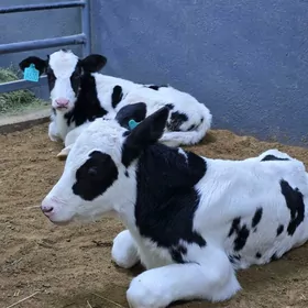 Golişdeyin ökuzçe