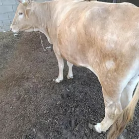 bakylan sygyrbakylan sygyr