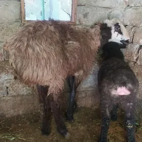 гузили гойун