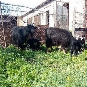 Gurat Ekiz Owlakly Geçiler 2 s