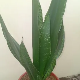 сансиеверия