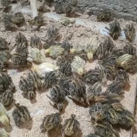 Bedene jüje Faron fenikis