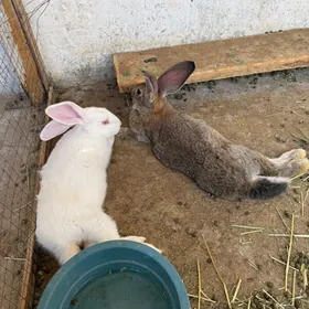 Towsan Кролики