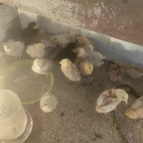 Lohman brawn jüŷje