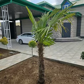 Eÿesinden plan jaÿ monsarda