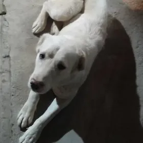 Алабай отдам в хорошие руки