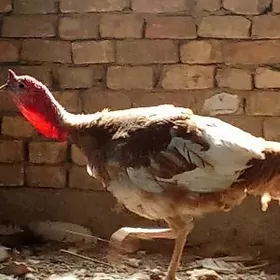 индук хораз